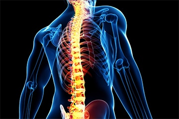 spine anatomy